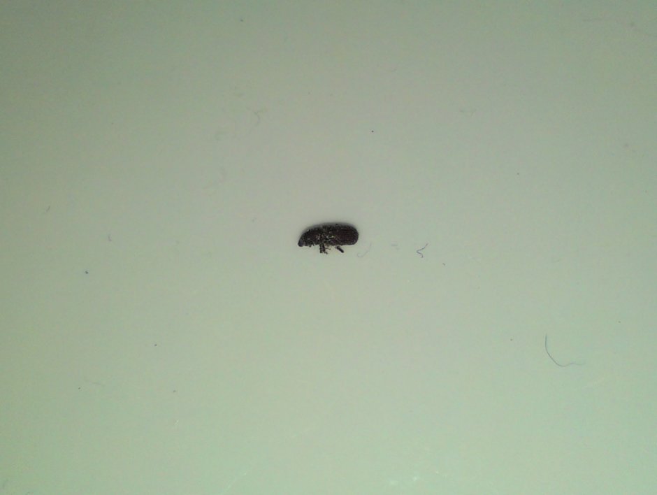Черные насекомые в ванной