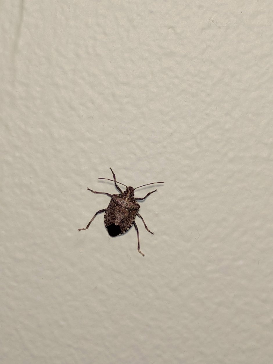 Маленькие насекомые в квартире фото