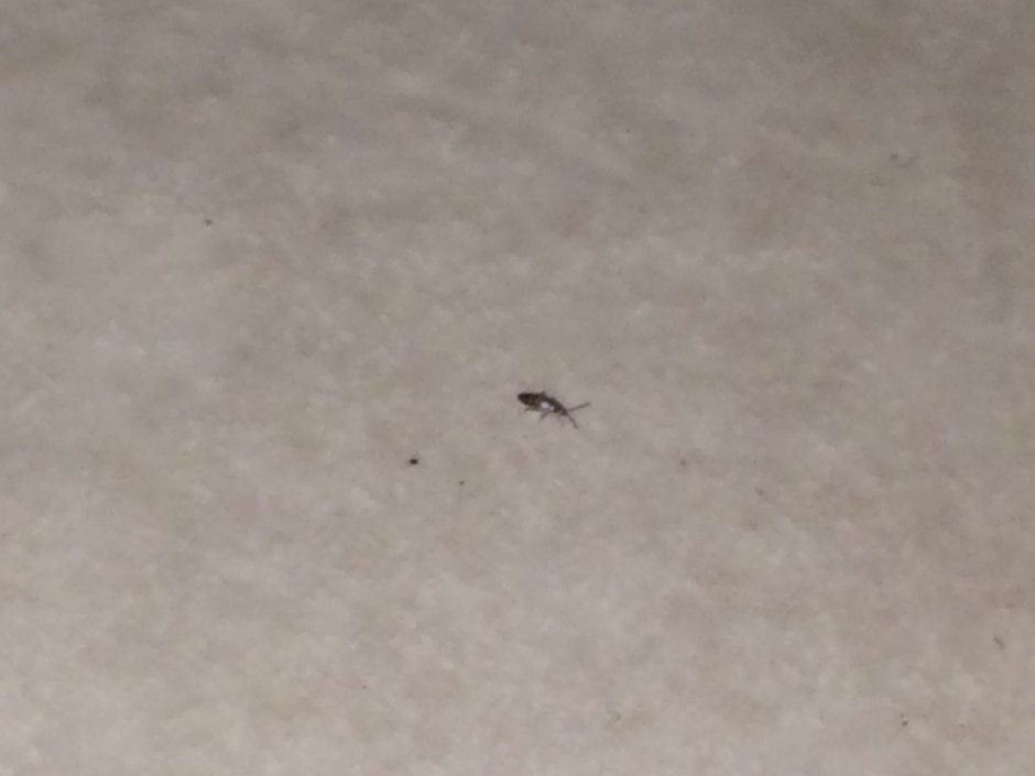 Маленькие насекомые на потолке