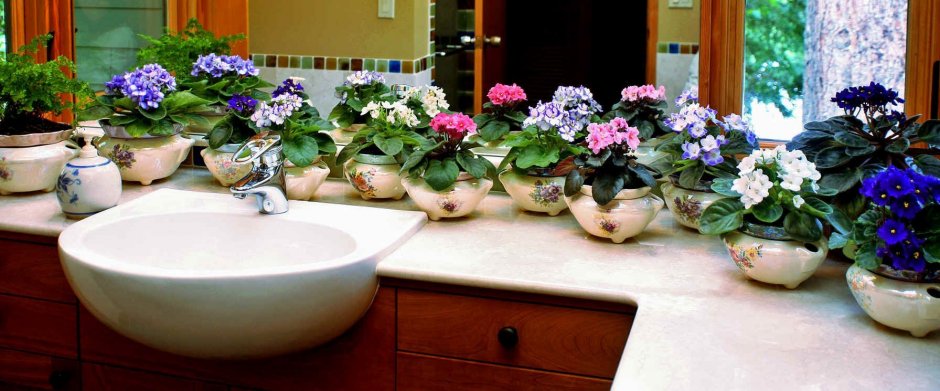 Цветы в горшках для ванной комнаты