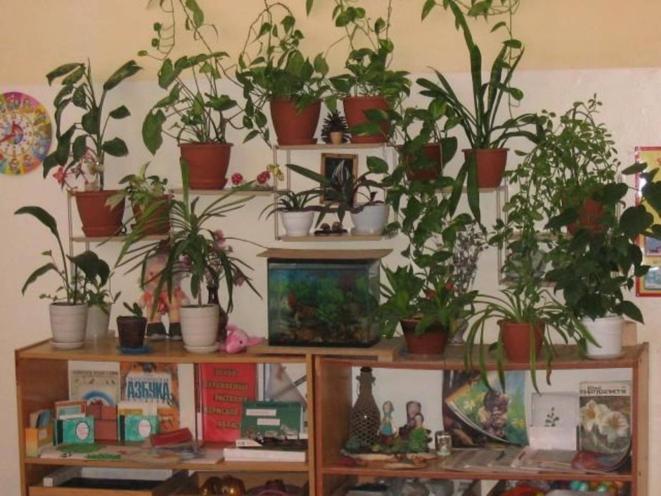 Уголок комнатных растений в ДОУ