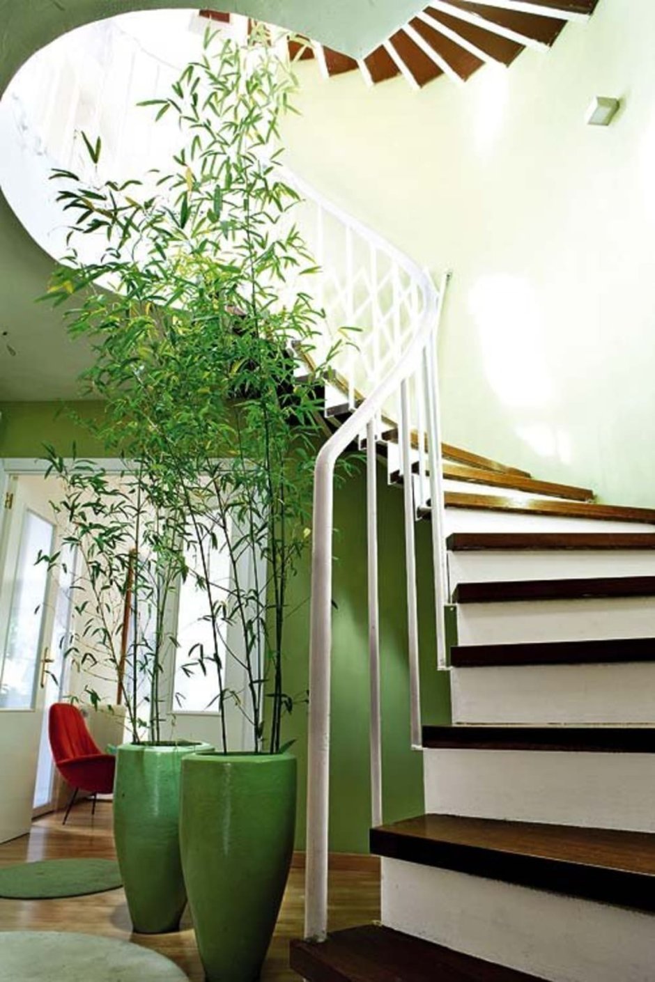 Комнатное растения для лестниц