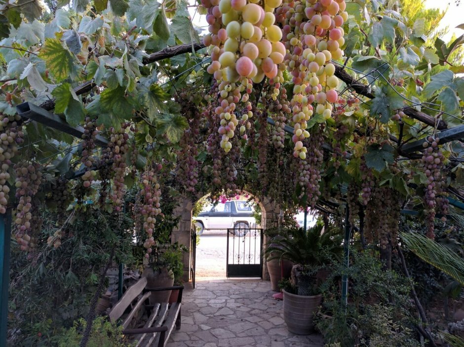 Навес для виноградника во дворе