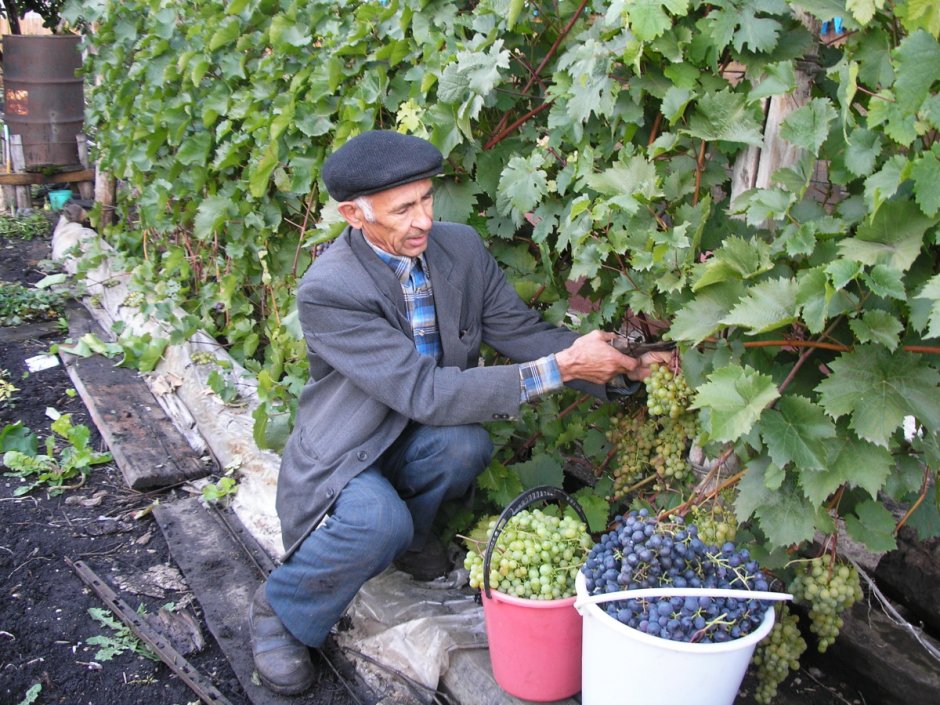 Виноградник в огороде