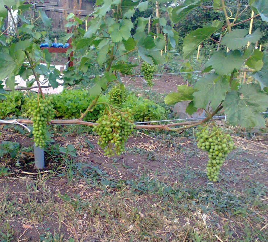 Виноград на даче в Подмосковье