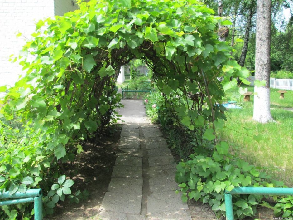 Виноград плодовый арочный