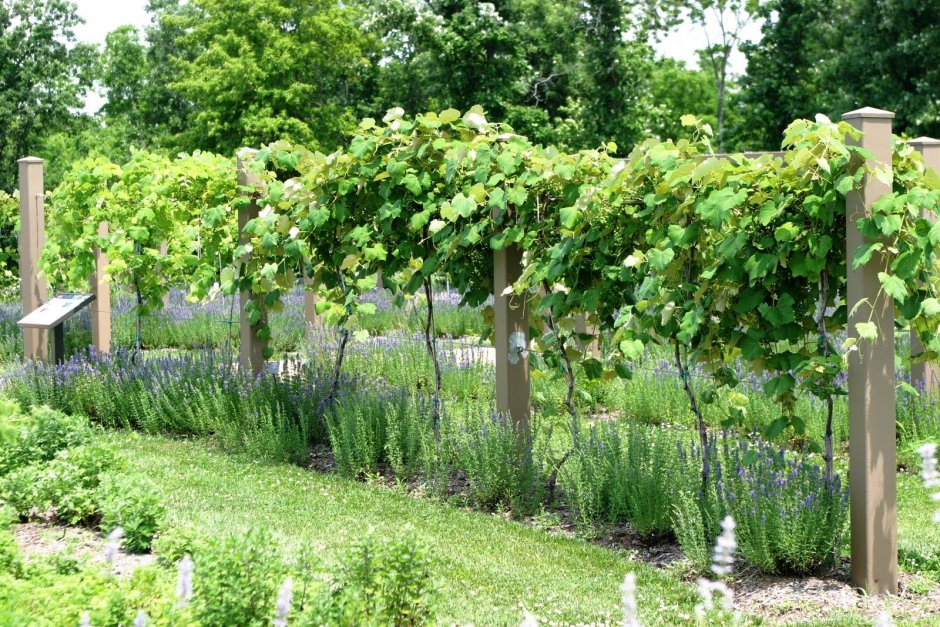 Изгородь для винограда