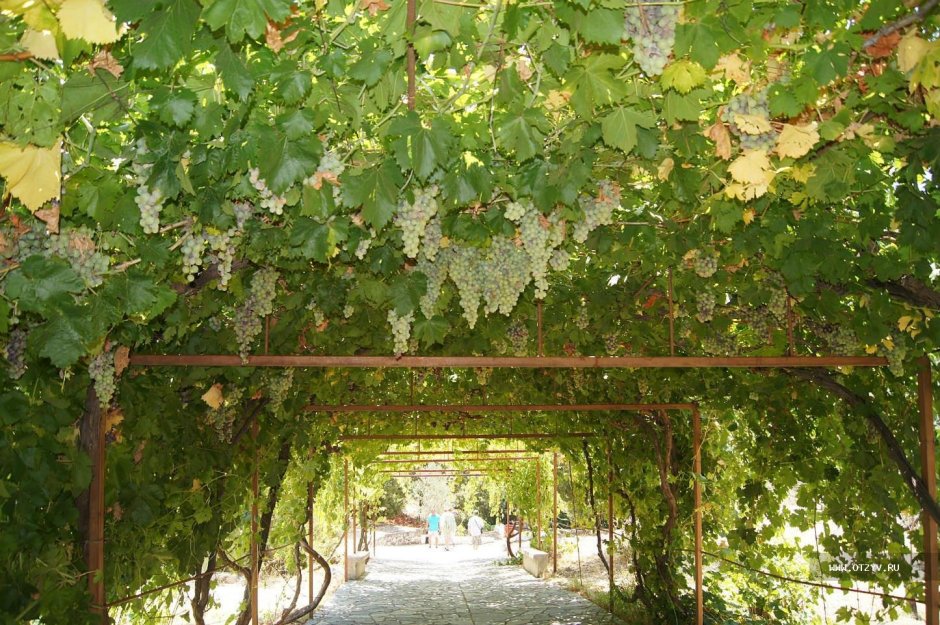 Виноград на перголе в Италии