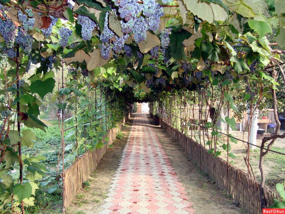 Дорожки в винограднике