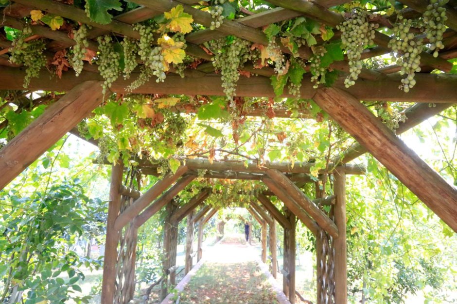 Пергола коридор виноград