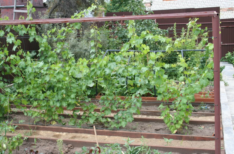 Размещение винограда на дачном участке