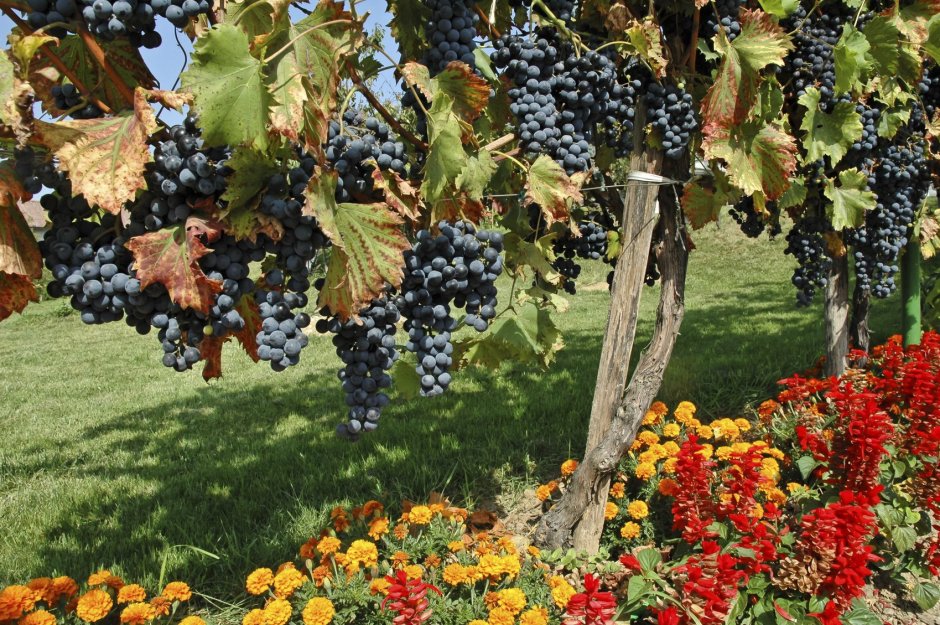 Красивый виноградный сад