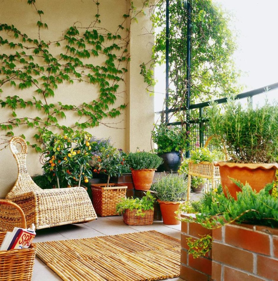 Растения для озеленения балкона