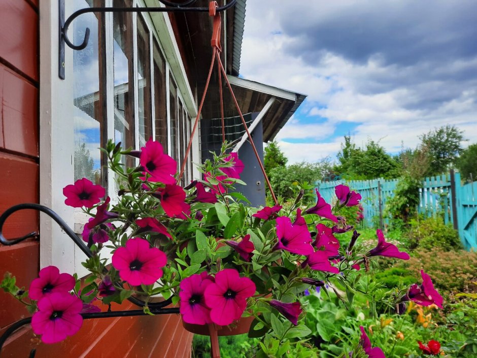 Цветы в горшках на балконе
