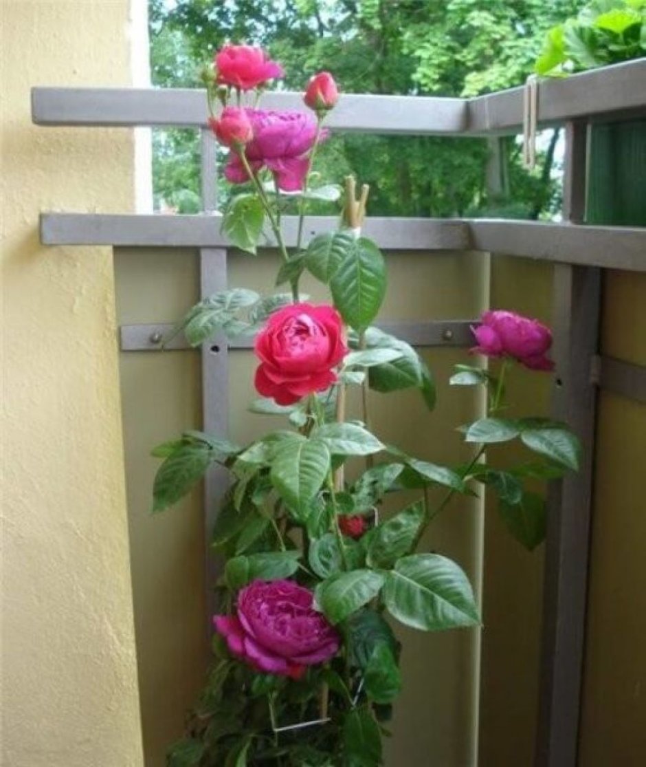 Квиксильвер роза плетистая