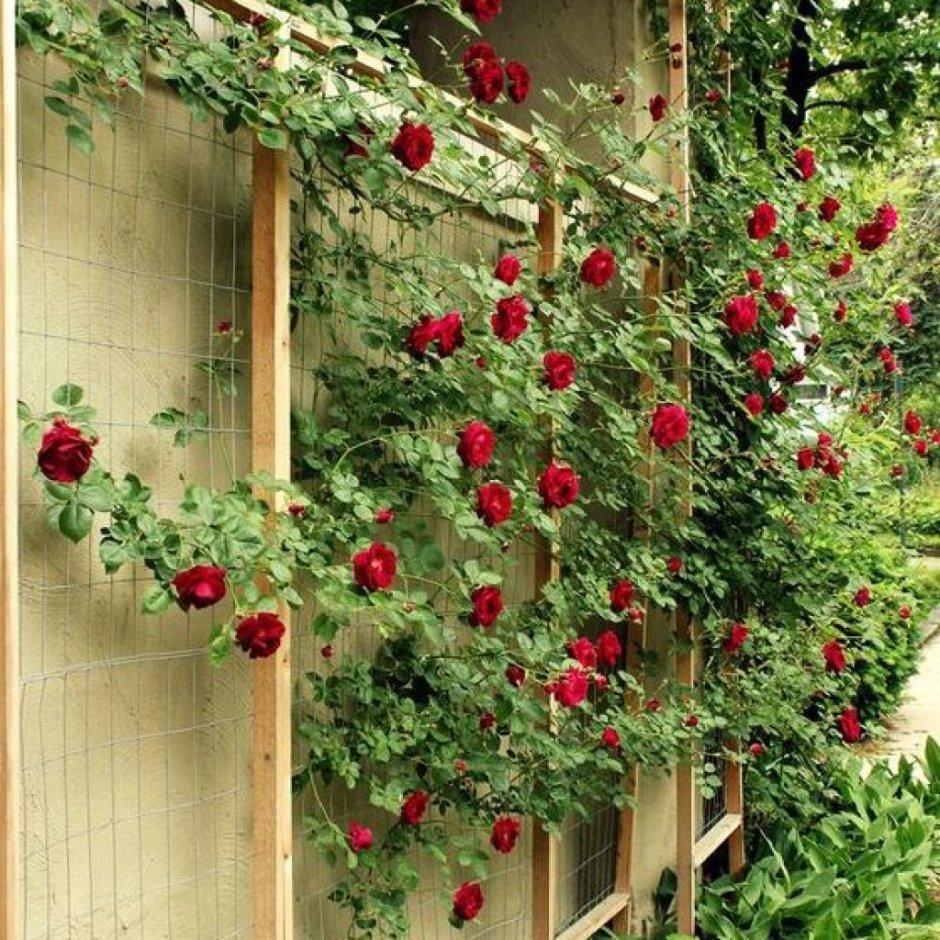 Плетистая роза опора шпалера