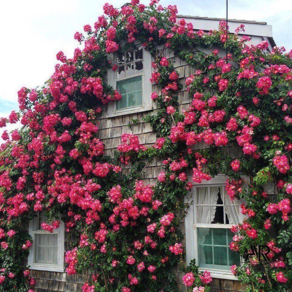 Плетистые розы на террасе