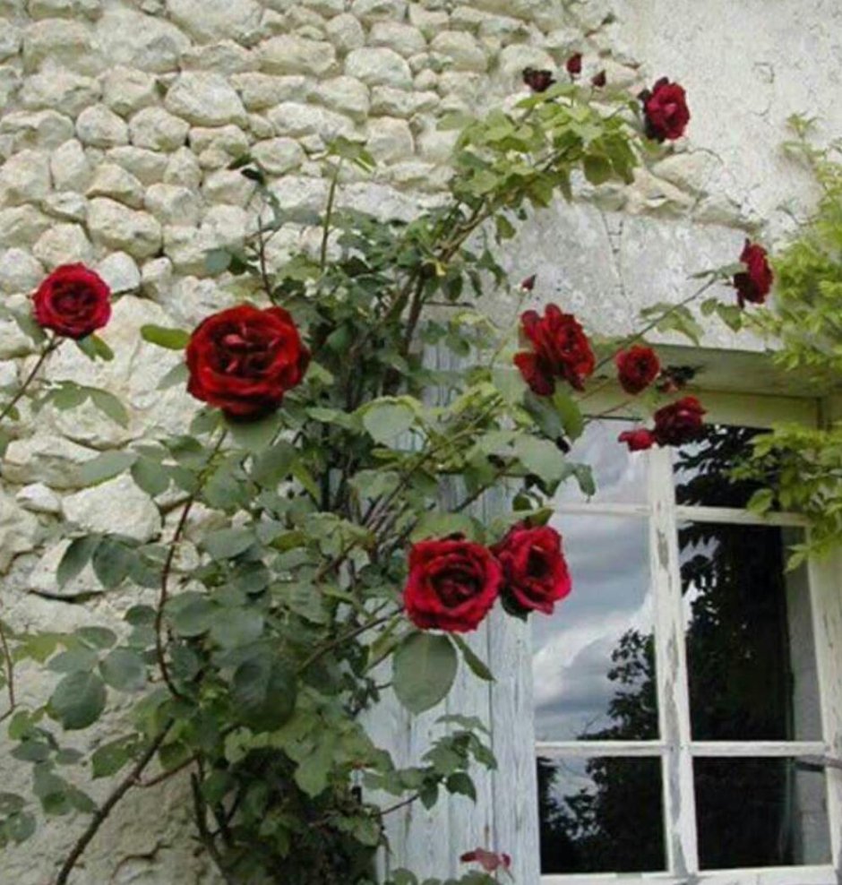 Плетистые розы на стене