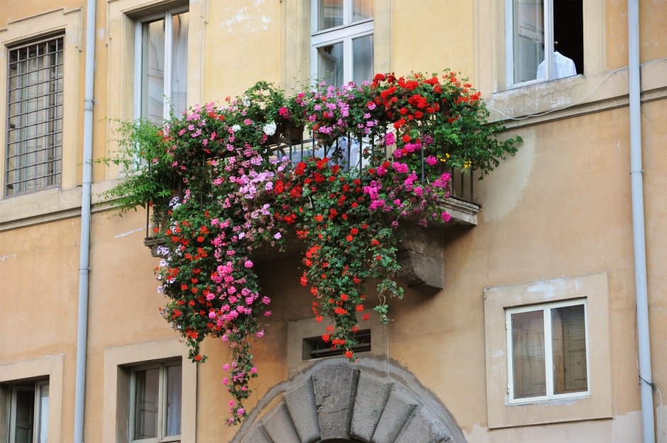 Окно в сад с розами