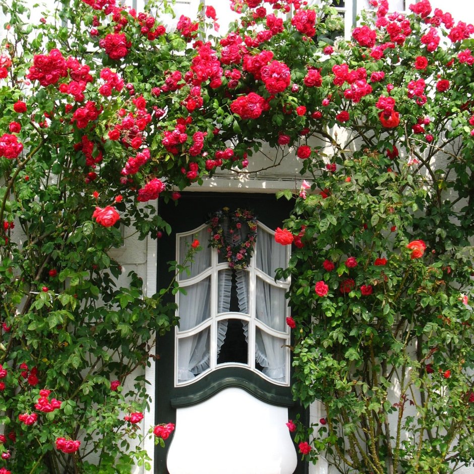 Роза декор плетистая