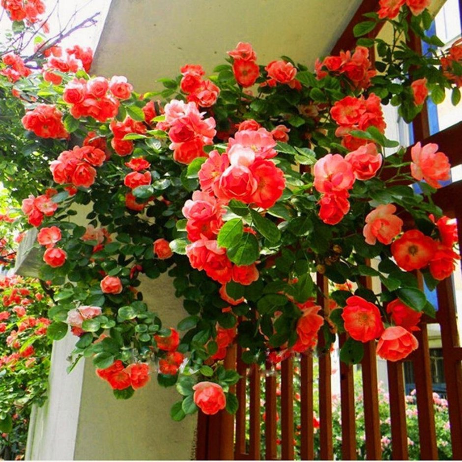Плетистые розы на балконе