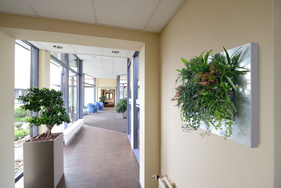 Озеленение коридора в офисе