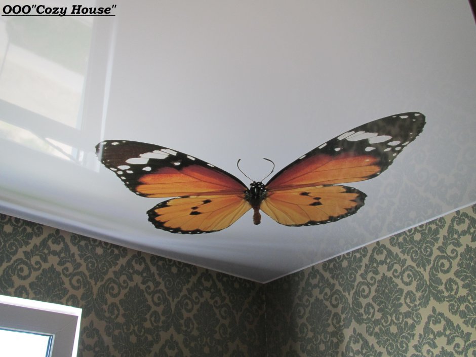 Натяжные потолки для зала с бабочкой