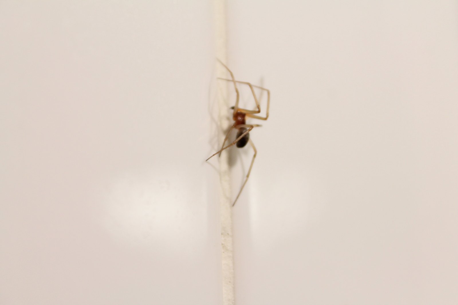 паук сидит на стене
