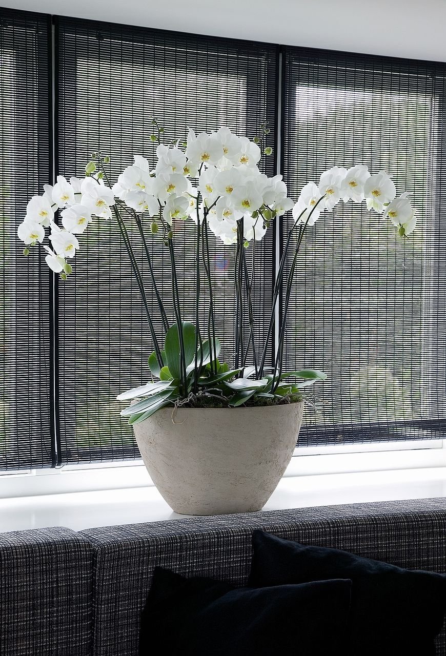 Уютные орхидеи и не