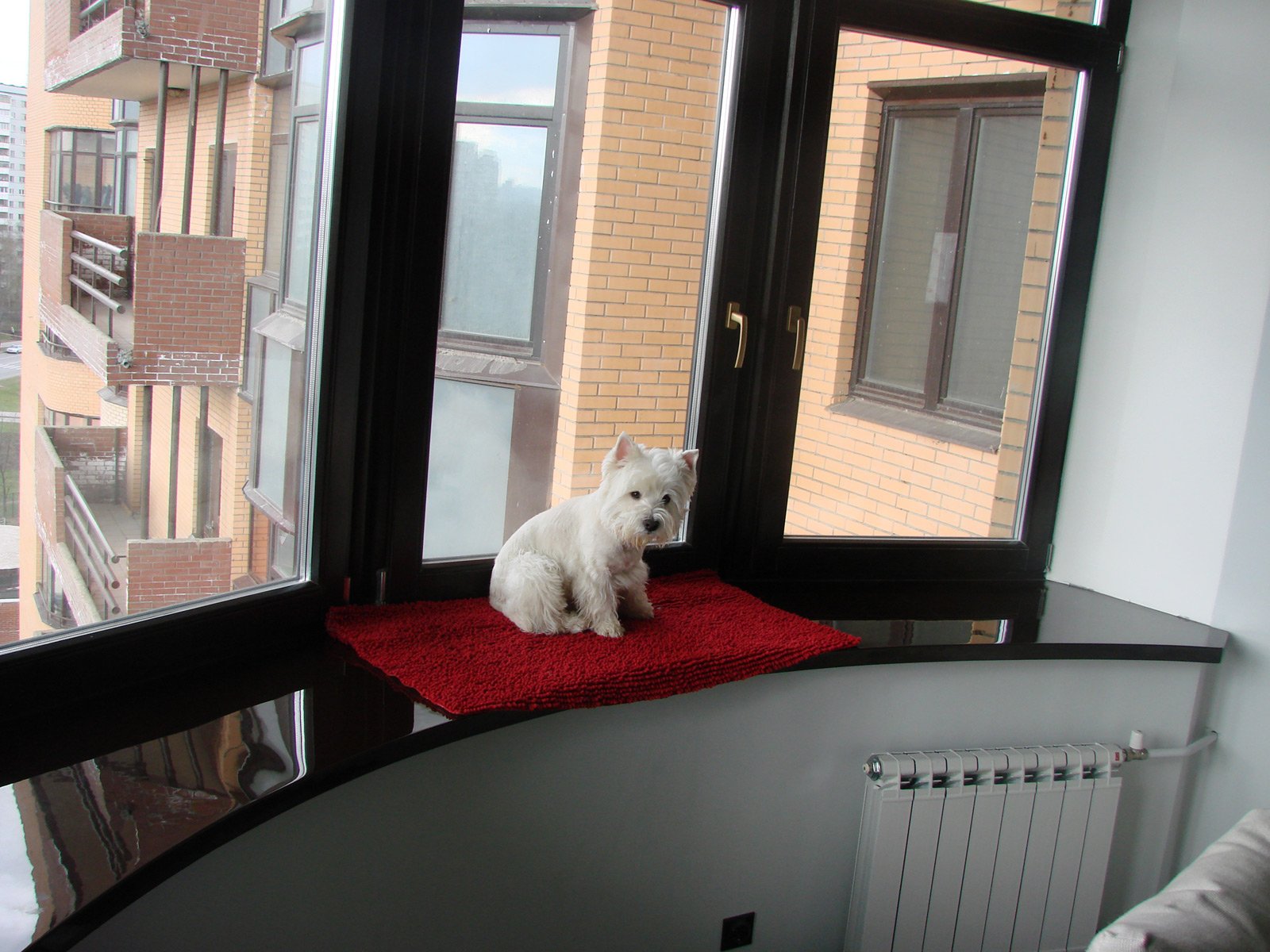 Подоконник на балконе на окно. Подоконник на балконе. Подоконник на окне балкона. Балкон для кошек. Окно для собаки на балконе.