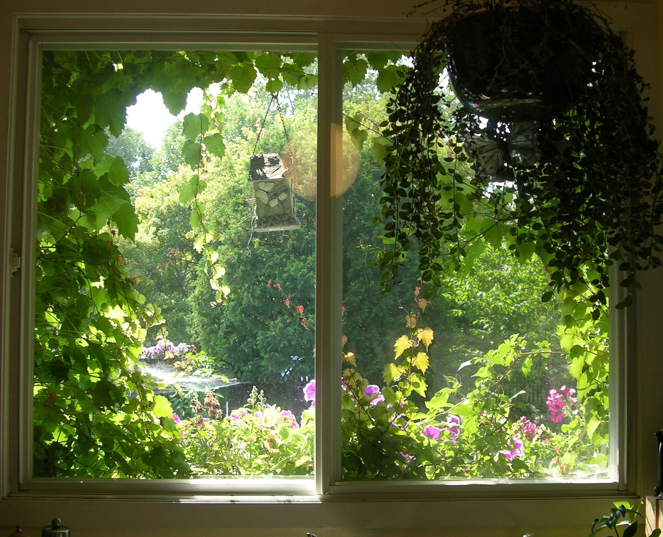 Из окна видна река. Сад в окне. Вид из окна на сад. Красивый вид из окна. Фотообои окно видом на природу.