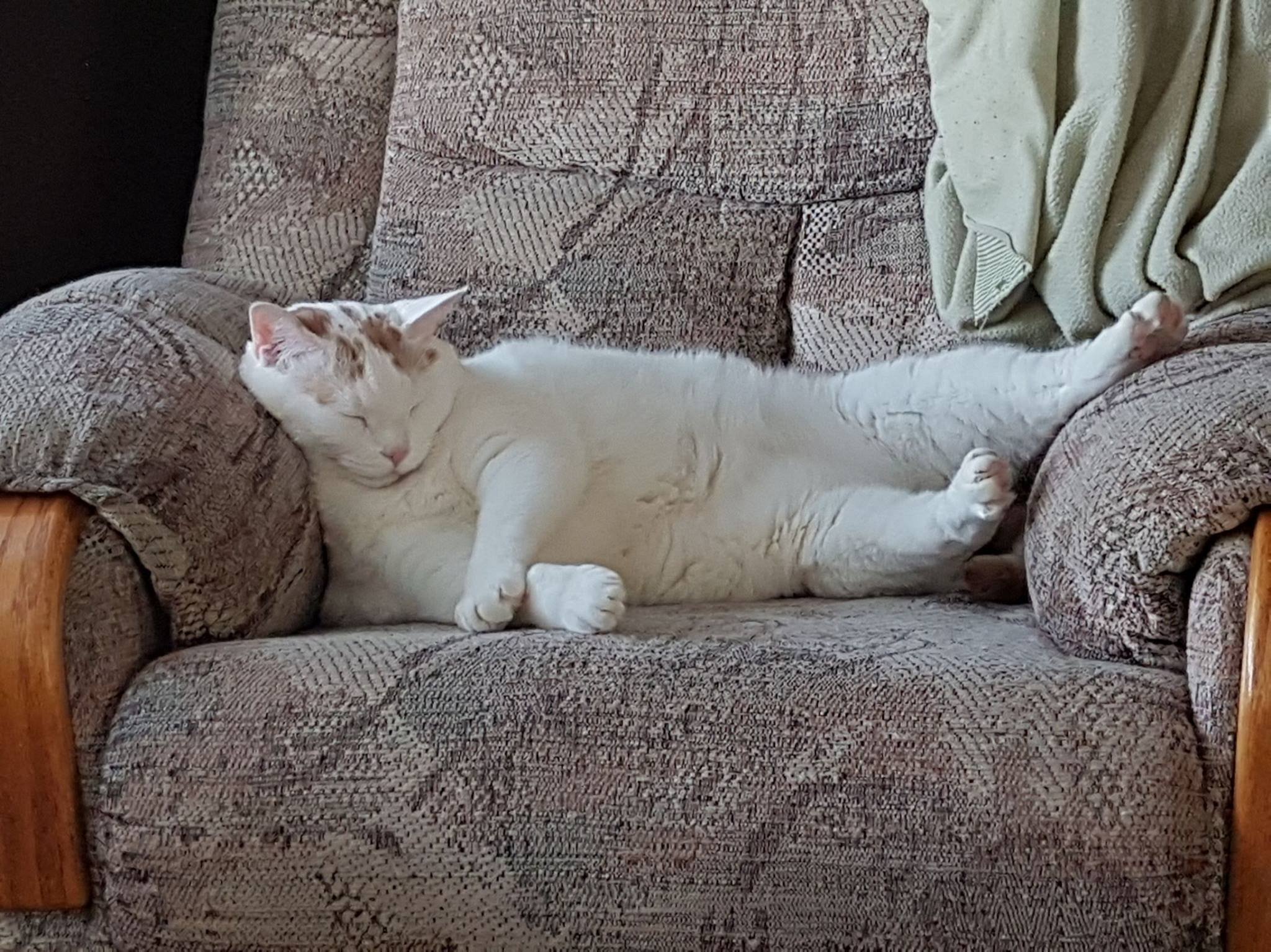 Песни эй лежебоки вставать. Ленивый кот. Кот на диване. Коты на диване. Кот лежит на диване.