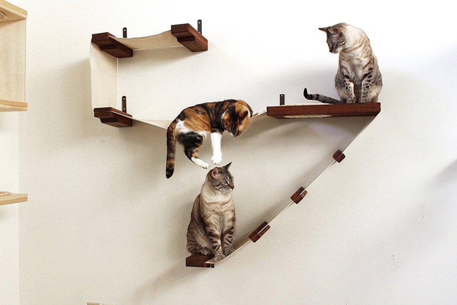 Кошачьи полки на стене