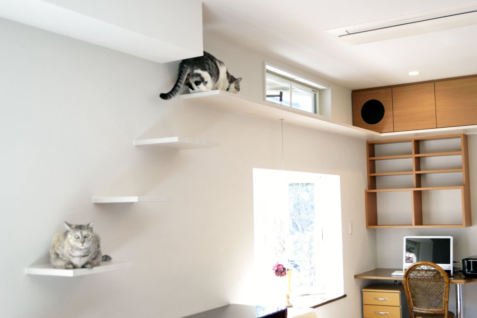 Вертикальное пространство для кошек