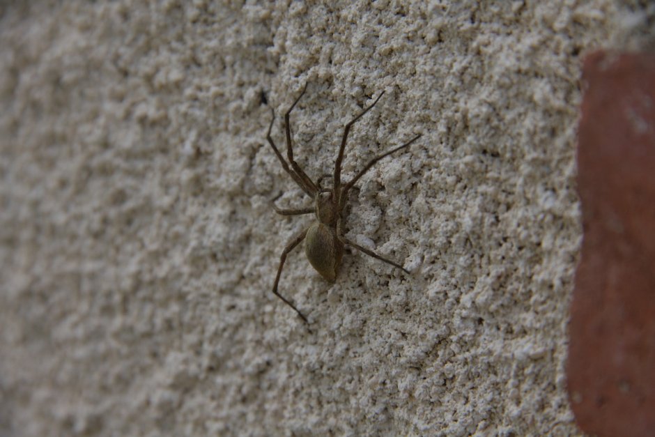 Украшение на стену пауки