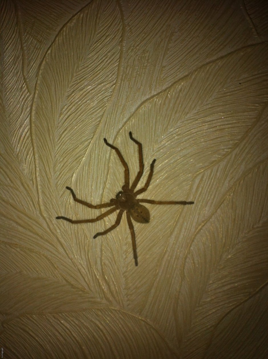 Макрос паук на бетонной стене описание