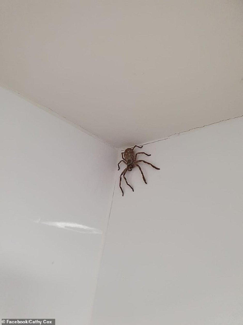 Гигантский паук на двери