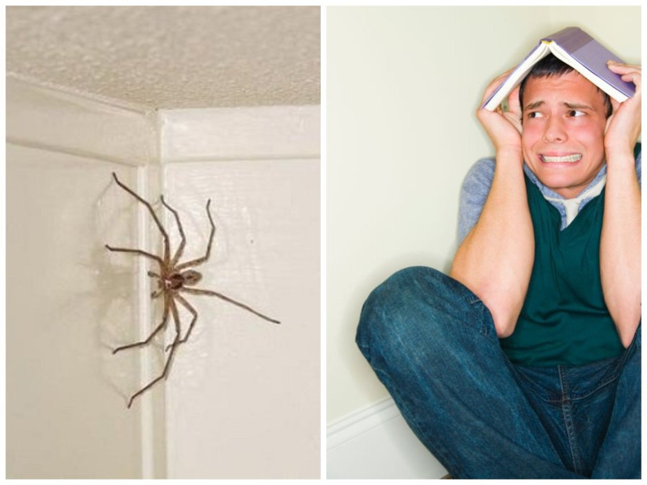 Гигантский паук на стене