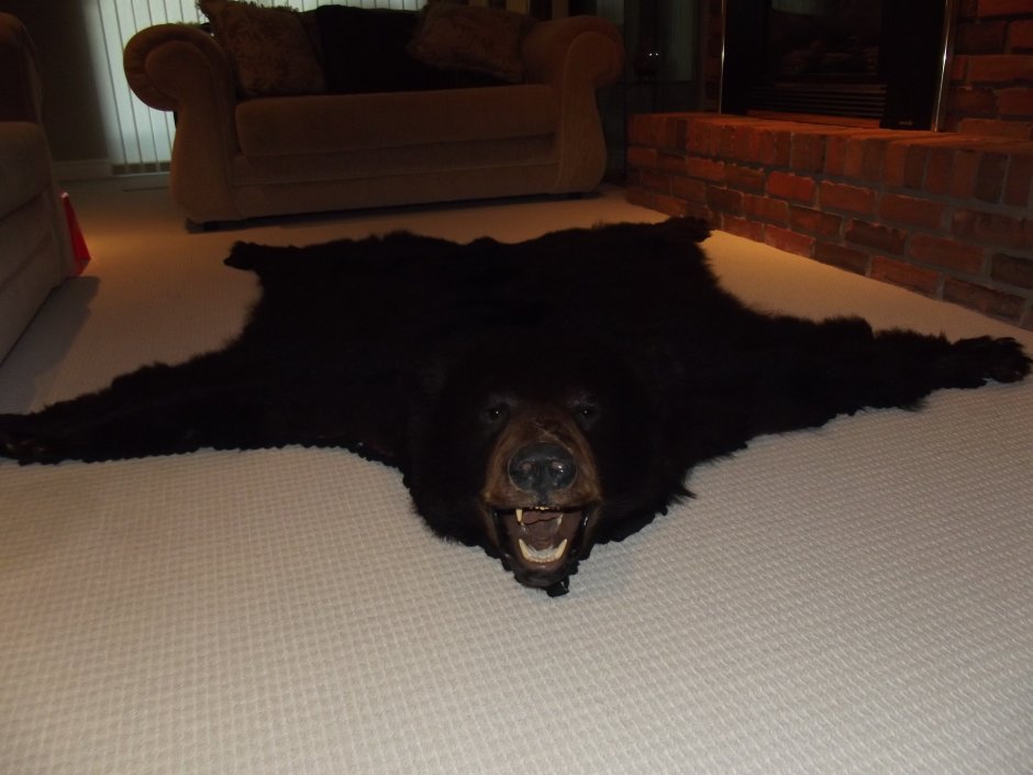 Шкура бурого медведя на полу