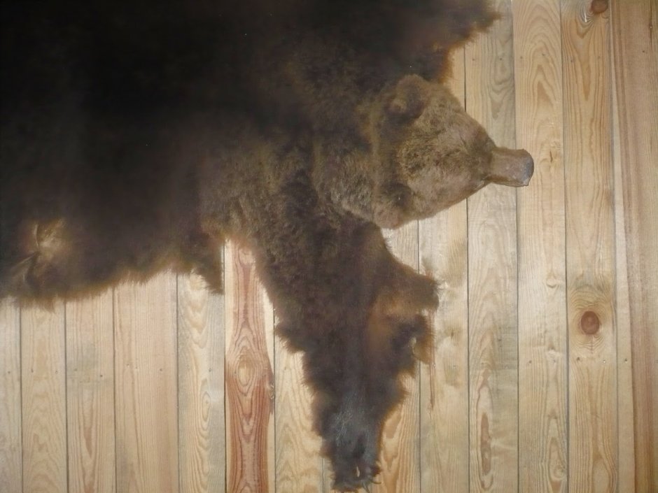 Шкура медведя висящую на стене