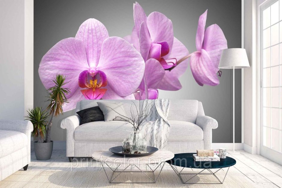 Орхидея подвесная