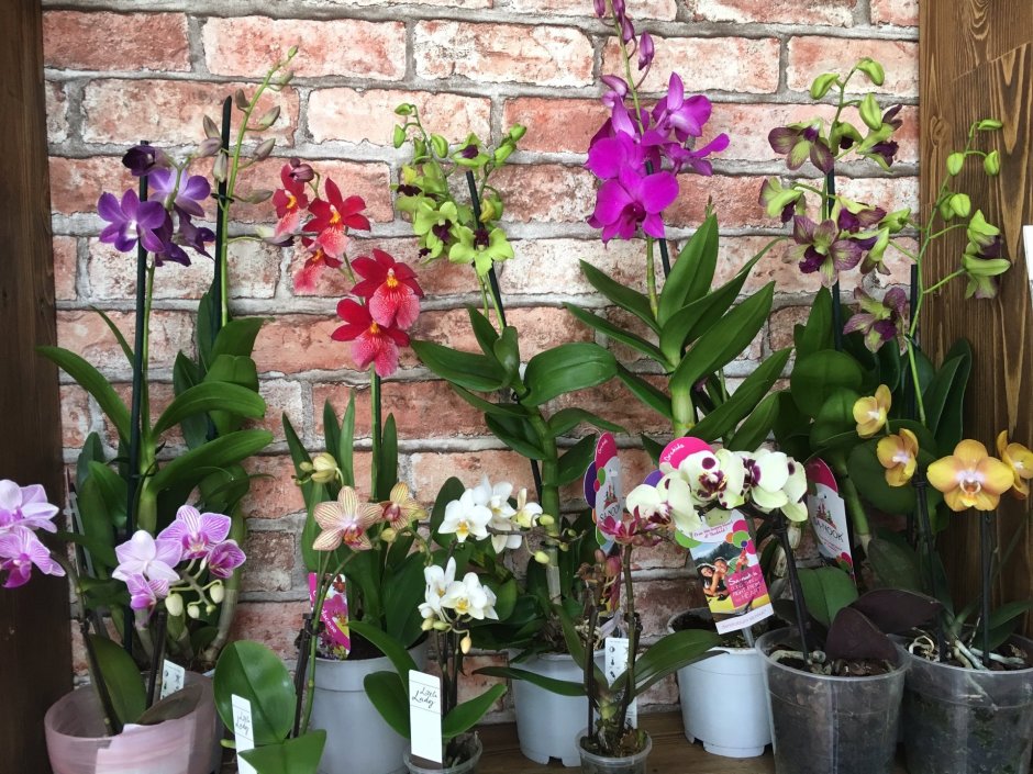 Орхидеи в дизайне интерьера