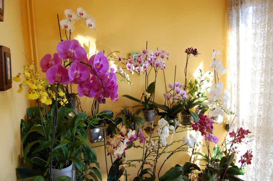 Орхидеи в квартире
