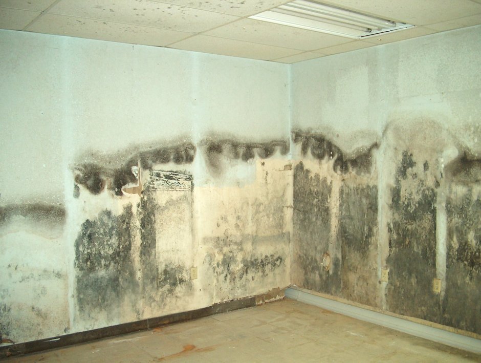 Черный грибок на стенах