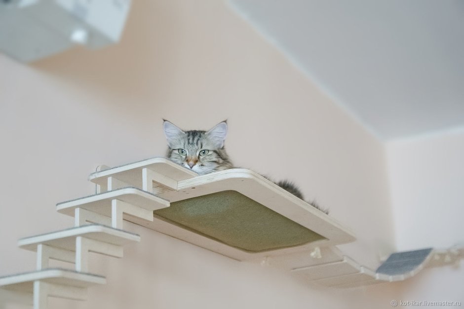 Фотообои кошки в интерьере