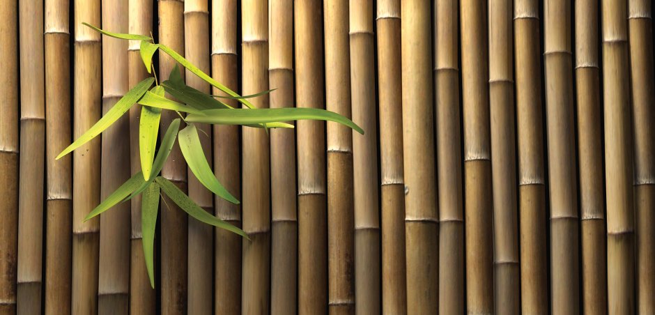 Бамбук сушёный на стену