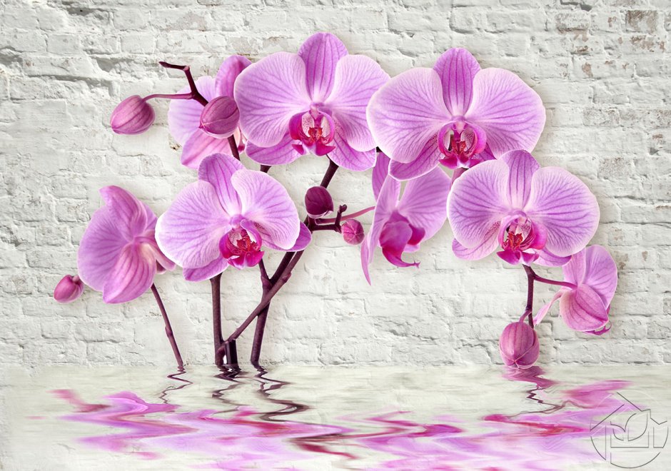 Орхидеи на стене в квартире