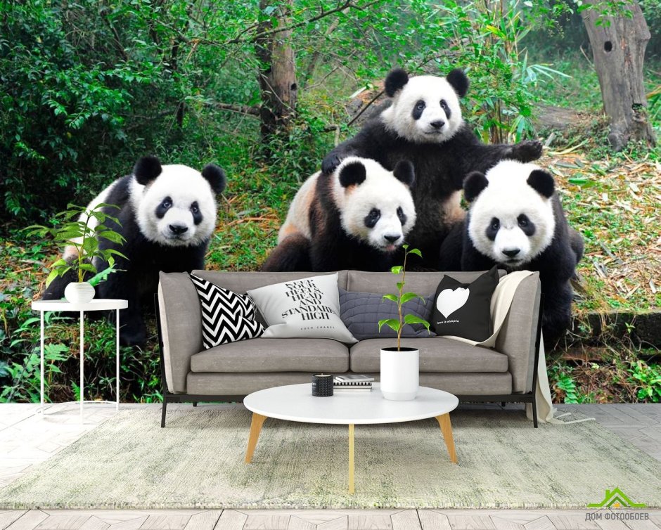 Panda 300 300