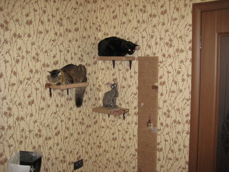 Ковролин на стену для кота своими руками