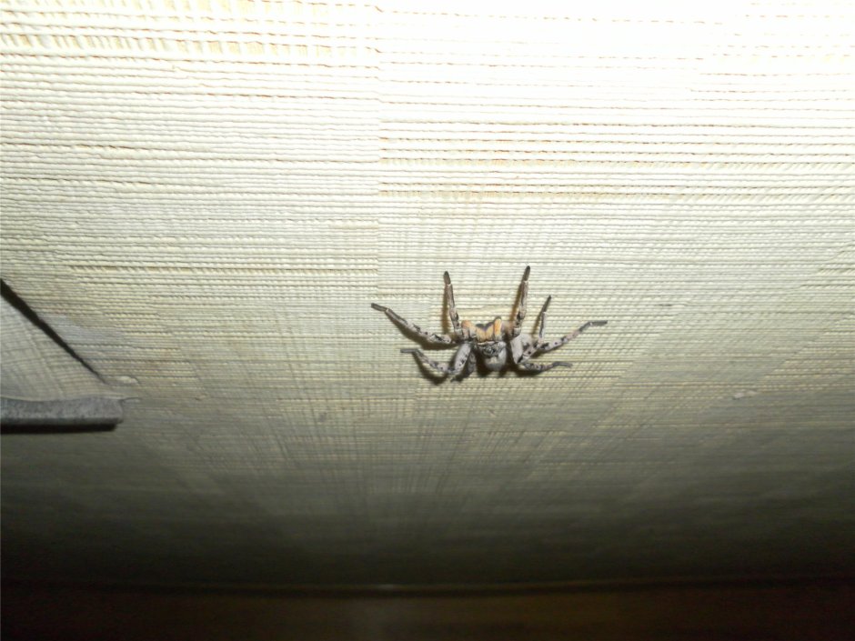 Увидеть маленького паука на стене